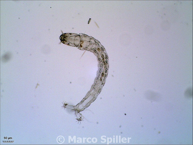 Larva di Chironomide